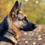 Knochenhautentzündung-Beitrag-Bild