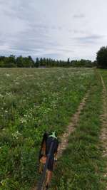 Hundeauslaufgebiet-Grünfläche am Horst-Salzmann-Weg-Bild