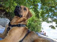 Hundeauslaufgebiet-Hundestrand Oppenheim-Bild