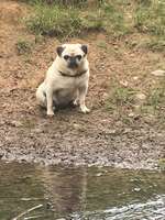 Wo sind die Möpse?-Beitrag-Bild