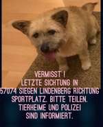 Suchmeldung-Goldi-Bild