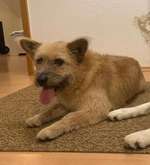 Suchmeldung-Goldi-Bild