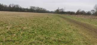 Hundeauslaufgebiet-Hundewiese Weißenthurm-Bild