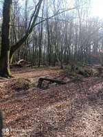 Hundeauslaufgebiet-Elmendorfer Holz-Bild