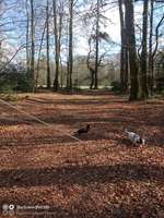 Hundeauslaufgebiet-Elmendorfer Holz-Bild