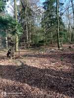 Hundeauslaufgebiet-Elmendorfer Holz-Bild