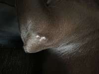 Weiße haarlose schuppige Stelle oberhalb des linken vorderen Ellenbogens-Beitrag-Bild