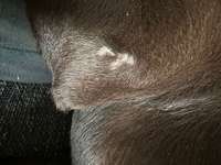 Weiße haarlose schuppige Stelle oberhalb des linken vorderen Ellenbogens-Beitrag-Bild