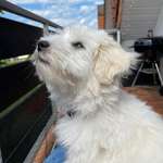 Ersteller:in Annika Profilbild