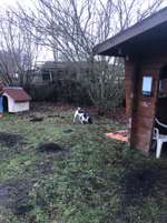 Hundeauslaufgebiet-Hundewiese-Bild