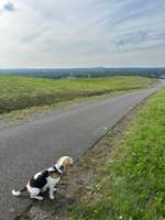 Hundeauslaufgebiet-Halde Hoheward-Bild