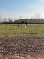 Hundeauslaufgebiet-Osterrönfeld-Bild