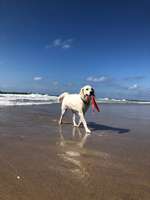 Urlaub auf Sylt mit Hund - perfekt-Beitrag-Bild