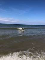 Urlaub auf Sylt mit Hund - perfekt-Beitrag-Bild
