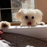 Ersteller:in Sari Profilbild