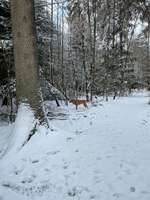 Hundeauslaufgebiet-Hundewald Christianslust-Bild