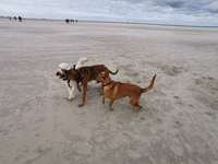 Hundeauslaufgebiet-Hundestrand Sankt-Peter Ording-Bild