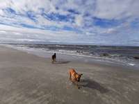 Hundeauslaufgebiet-Hundestrand Sankt-Peter Ording-Bild