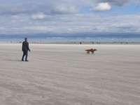Hundeauslaufgebiet-Hundestrand Sankt-Peter Ording-Bild