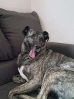 Gestromte fellnasen-Beitrag-Bild