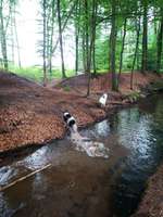 Hundeauslaufgebiet-Holter Wald-Bild
