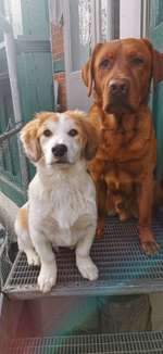 Welpe dicke Gelenke vorne-Beitrag-Bild