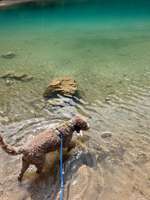 Welche Droge passt zu meinem Hund?-Beitrag-Bild