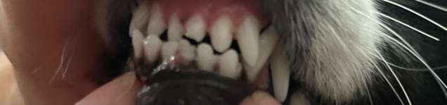 Stück Zahn abgebrochen-Beitrag-Bild