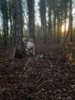 Hundeauslaufgebiet-Hundeauslaufplatz Wildau-Bild