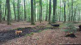 Hundeauslaufgebiet-Köllnischer Wald-Bild