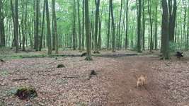 Hundeauslaufgebiet-Köllnischer Wald-Bild