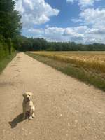 Hundeauslaufgebiet-Elsbachtal-Bild