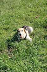 Angriff Fremdhund-Beitrag-Bild