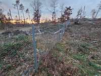 Hundeauslaufgebiet-Hundewiese / Hundewald Alzenau-Bild