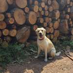Erfahrungsberichte zu Eukanuba Trocken daily care sensitiv-Beitrag-Bild