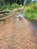 Hundeauslaufgebiet-Rundwege im Hasslocher Wald-Bild
