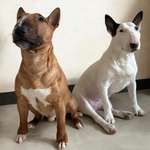 Ersteller:in Bull Profilbild