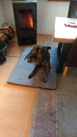 TPLO zweite Seite-Beitrag-Bild