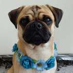 Ersteller:in Lisa Profilbild