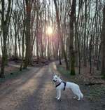 Hunde-Hausapotheke, nur Medikamente, Salben etc-Beitrag-Bild