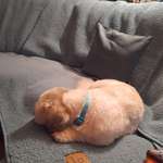 Übergewicht bei meinem Shittu-Beitrag-Bild