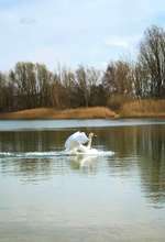 Hundeauslaufgebiet-Kaulsdorfer See-Bild