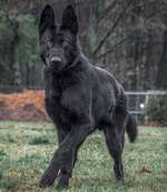 Schwarze deutsche Schäferhunde-Beitrag-Bild