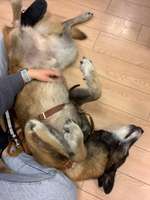 Pause von der Hundehaltung-Beitrag-Bild