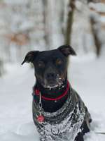 Verkürzter Läufigkeitsintervall-Beitrag-Bild