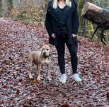 Listenhund/Kampfhund-Beitrag-Bild