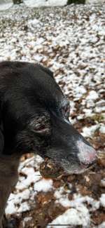 Discoider Lupus-Beitrag-Bild