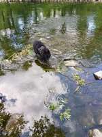 Hundeauslaufgebiet-An der Lenne (Hohenlimburg)-Bild