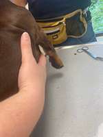 Dekubitus (Wunde) beim Welpen-Beitrag-Bild