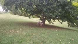 Hundeauslaufgebiet-Reichskanzler Müller Straße-Bild